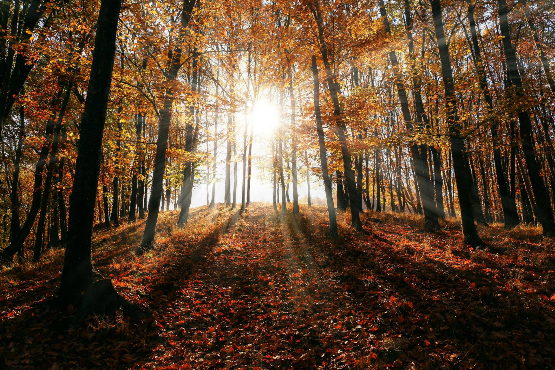 Holistic Psychotherapy NYC